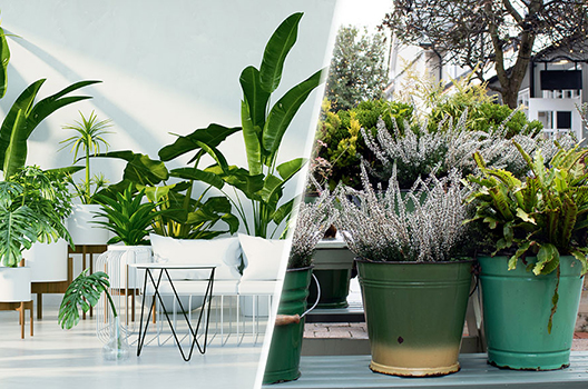 Cung Cấp Cây Xanh Nội - Ngoại Thất