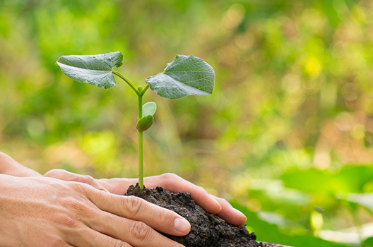 Duy Tu Cảnh Quan Và Trồng Cây Xanh