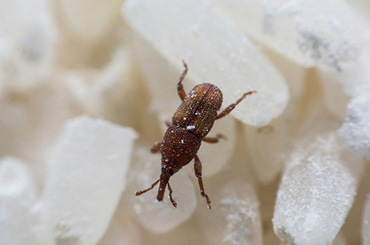 Kiểm Soát Côn Trùng Bay