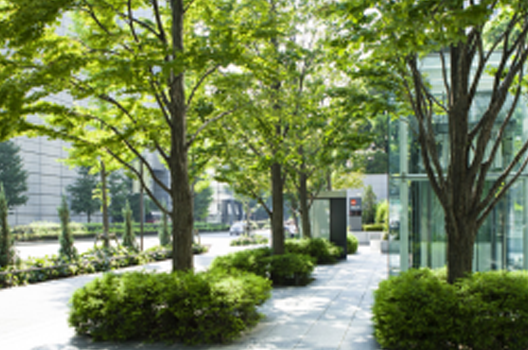 Duy Trì - Chăm Sóc Cây Xanh Đô Thị