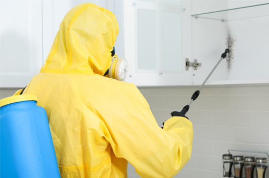 Phòng Ngừa Các Loại Côn Trùng Gây Hại