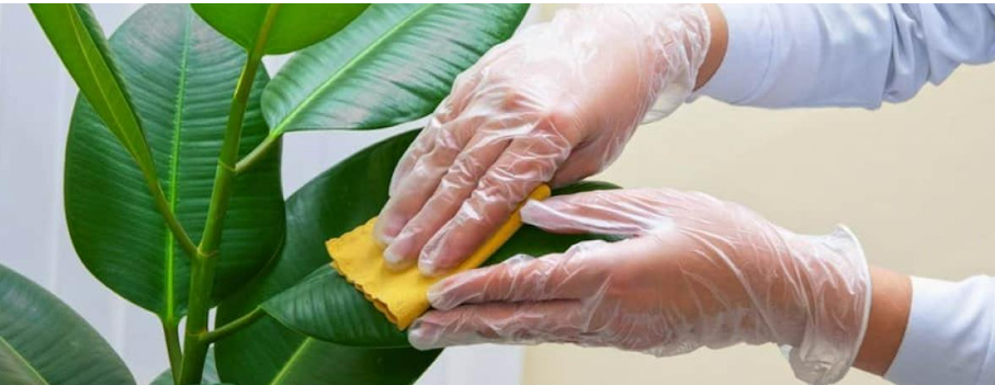 bao-duong-cay-xanh-dinh-ky