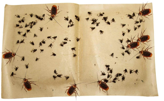 bay keo giai phap kiem soat gian