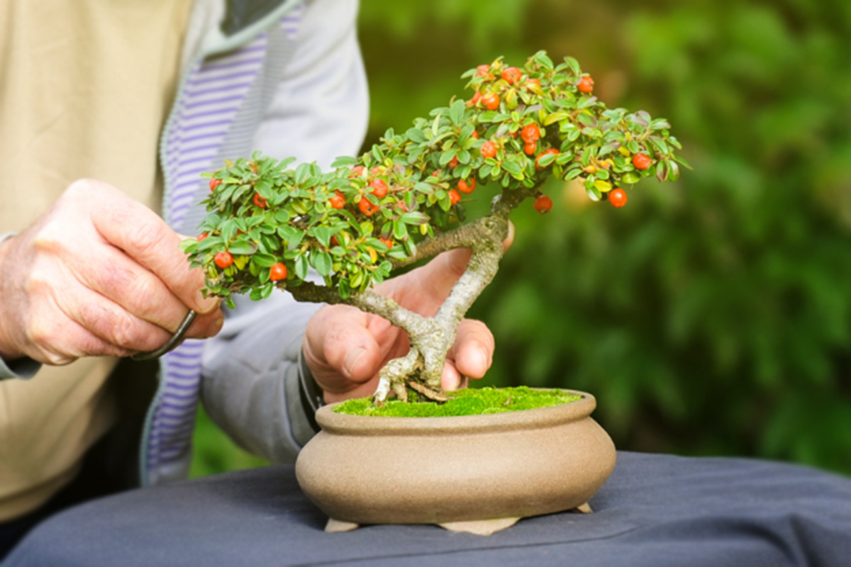 C&acirc;y bonsai tượng trưng cho sự bền bỉ c&ugrave;ng tinh thần ki&ecirc;n định 