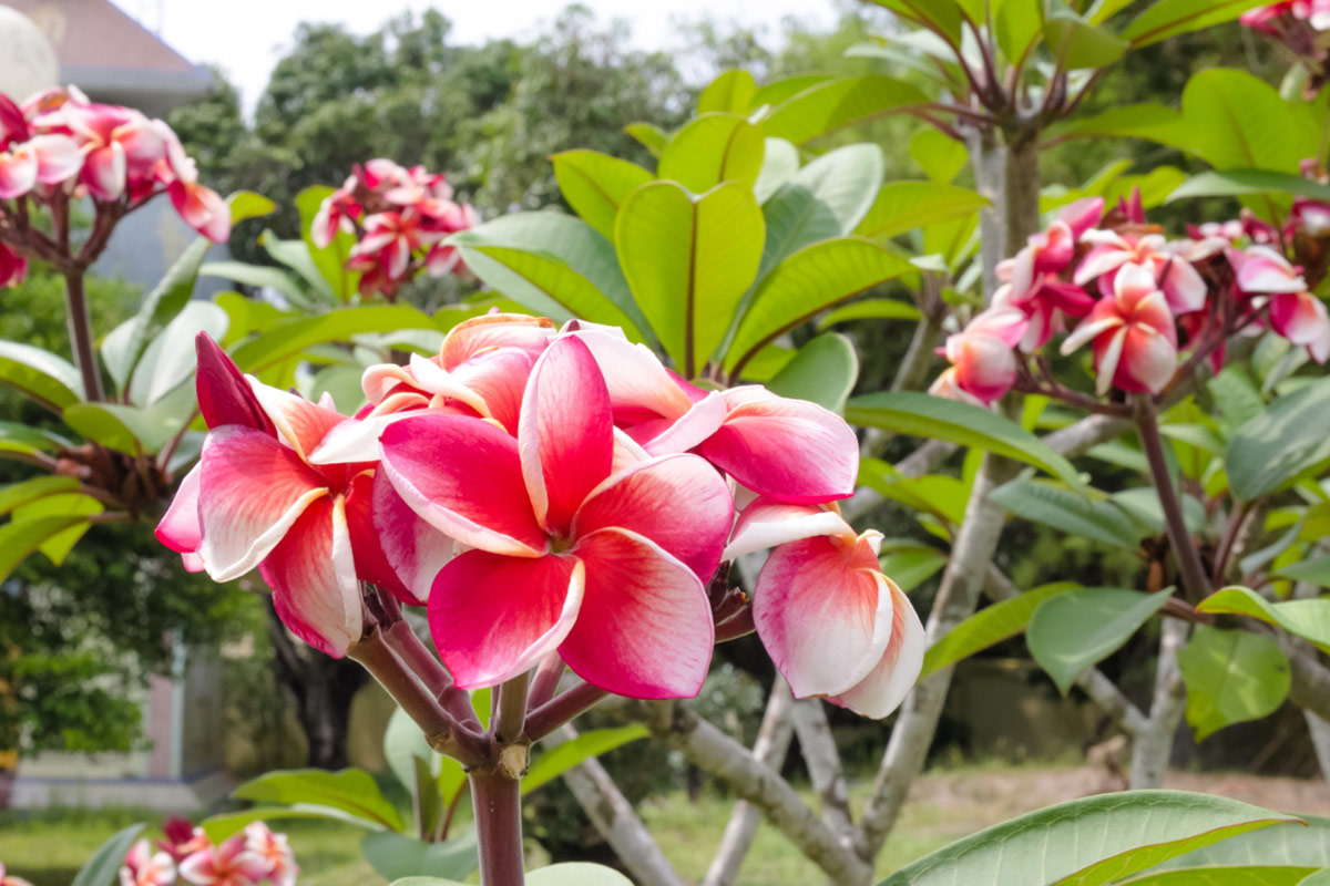 C&acirc;y sứ đại tượng trưng cho sự trường thọ