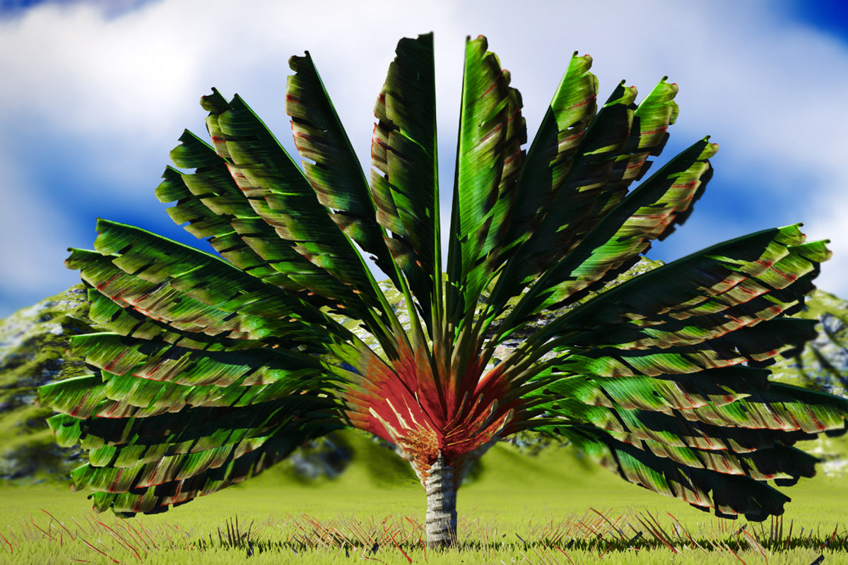 Chuối rẻ quạt tượng trưng cho sự may mắn, t&agrave;i lộc 