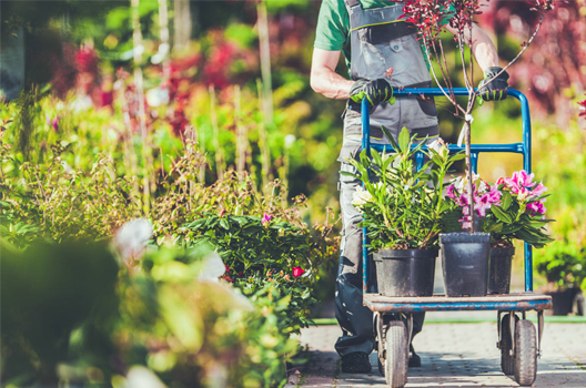 Các Loại Cây Cảnh Đẹp - Dễ Trồng Ngoài Trời