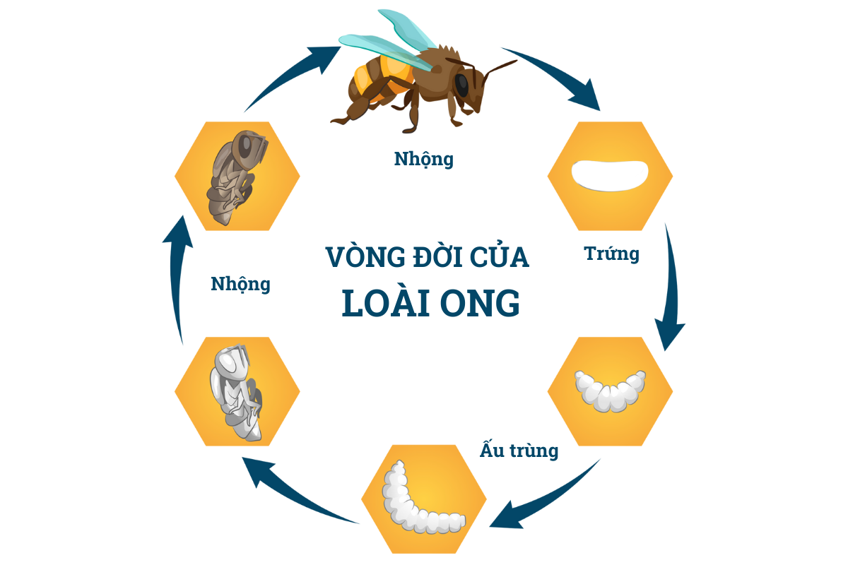 qua-trinh-phat-trien-cua-ong