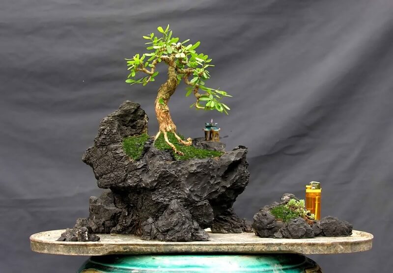Tiểu cảnh bonsai